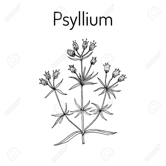 Psyllium Husk the Scrub for our Digestive System - Corner Pharmacy