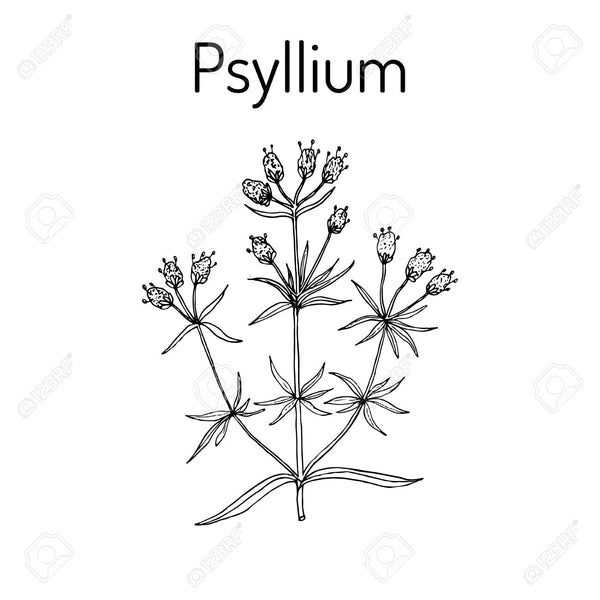 Psyllium Husk the Scrub for our Digestive System